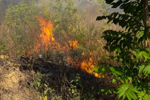 Forest fire Burning dry grass. Summer, drought. Stock Photos