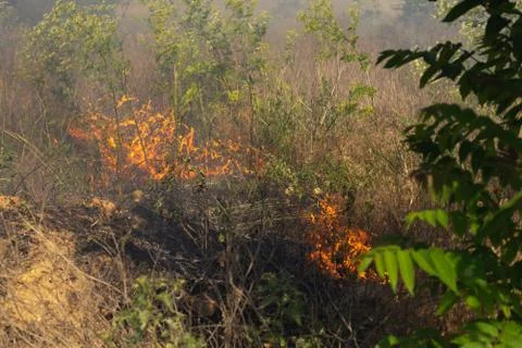 Forest fire Burning dry grass. Summer, drought. Stock Photos