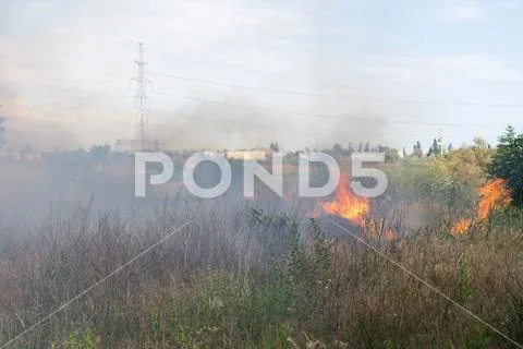 Forest fire Burning dry grass. Summer, drought. Stock Photos