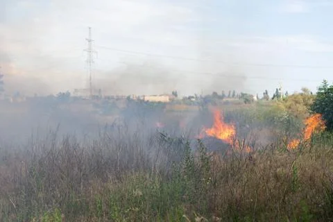 Forest fire Burning dry grass. Summer, drought. Stock Photos