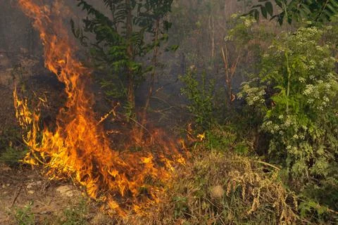 Forest fire Burning dry grass. Summer, drought. Stock Photos