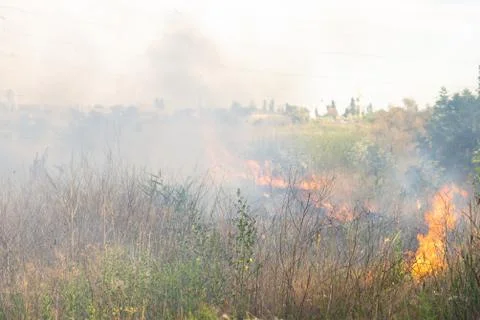 Forest fire Burning dry grass. Summer, drought. Stock Photos
