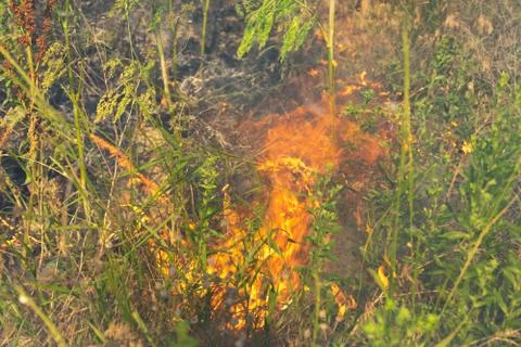 Forest fire Burning dry grass. Summer, drought. Stock Photos