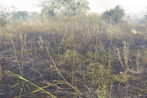 Forest fire Burning dry grass. Summer, drought. Stock Photos