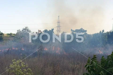 Forest fire Burning dry grass. Summer, drought. Stock Photos