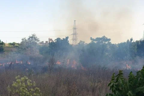 Forest fire Burning dry grass. Summer, drought. Stock Photos