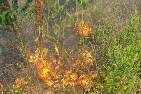 Forest fire Burning dry grass. Summer, drought. Stock Photos