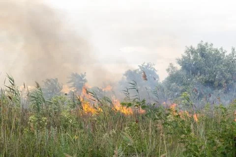 Forest fire Burning dry grass. Summer, drought. Stock Photos