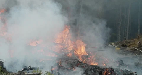 Forest fire, burning forest, felled trees, trunks, smoke Stock Footage 269385873
