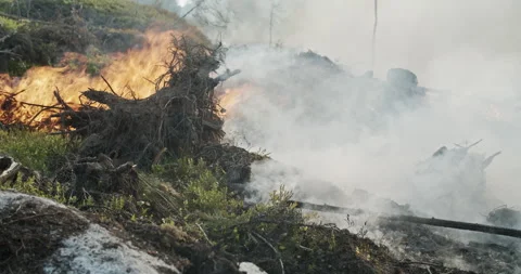 Forest fire, burning forest, felled trees, trunk, roots, smoke Stock Footage 269400129