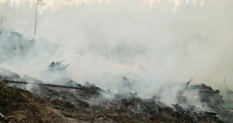 Forest fire, burning forest, felled trees, trunks, smoke Stock Footage 269401788