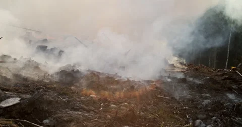 Forest fire, burning forest, felled trees, trunks, smoke Stock Footage 269402262