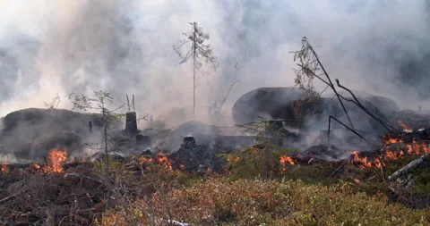Forest fire, burning forest, felled trees, trunks, rocks, smoke Stock Footage 269404556