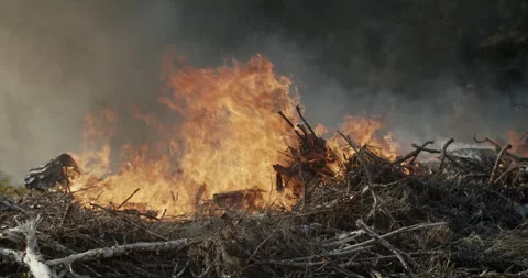 Forest fire, burning forest, felled trees, trunks, branches, smoke Stock Footage 269406198