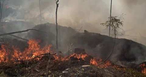 Forest fire, burning forest, felled trees, trunks, rocks,  smoke Stock Footage 269407697