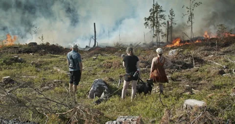 Forest fire, burning forest, felled trees, smoke, people watching Stock Footage 269415034