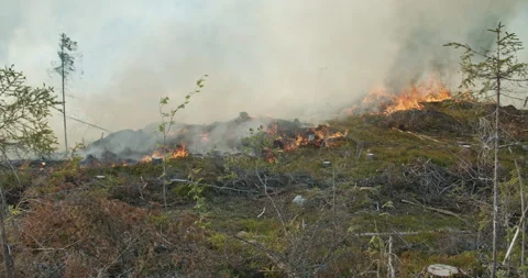 Forest fire, burning forest, felled trees, trunks, smoke Stock Footage 269417026