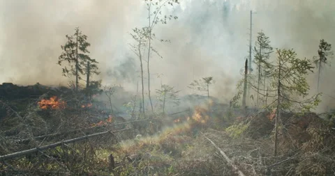 Forest fire, burning forest, felled trees, trunks, smoke Stock Footage 269420051
