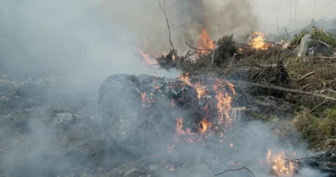 Forest fire, burning forest, felled trees, smoke, rocks Stock Footage 269442201