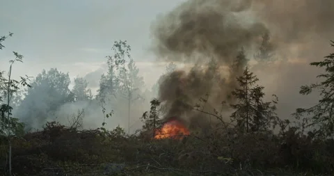 Forest fire, burning forest, felled trees, trunk, smoke Stock Footage 269507066