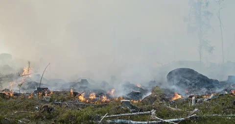 Forest fire, burning forest, felled trees, trunk, smoke Stock Footage 269507203