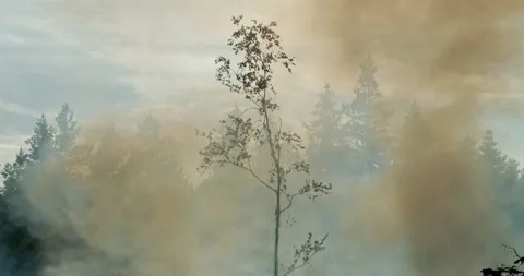 Forest fire, burning forest, lone tree swaying in the wind Stock Footage 269443433