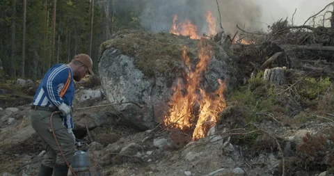Forest fire, burning forest, man igniting fire with gas lighter Stock Footage 269442287