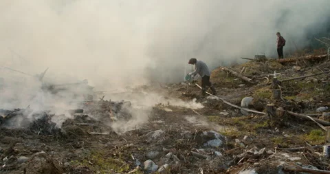 Forest fire, Burning Forest, Smoke, Man pouring water from a bucket Stock Footage 269393583
