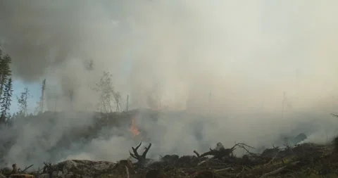 Forest fire, burning forest, smoke, flames Stock Footage 269510847