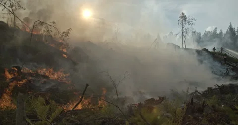 Forest fire, burning forest, smoke, flames Stock Footage 269510879