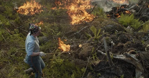 Forest fire, burning forest, smoke, flames, woman using a gas lighter Stock Footage 269514495
