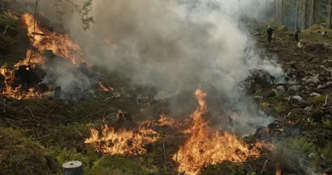 Forest fire, burning forest, smoke, flames, fallen trees Stock Footage 269519776