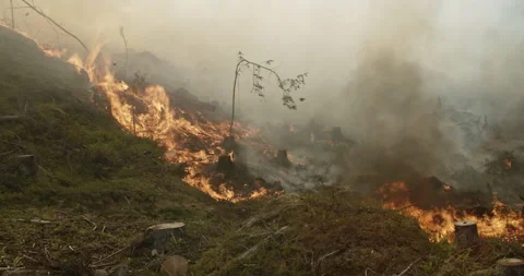 Forest fire, burning forest, smoke, flames, fallen trees Stock Footage 269521284