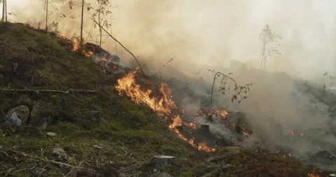 Forest fire, burning forest, smoke, flames, fallen trees Stock Footage 269521767