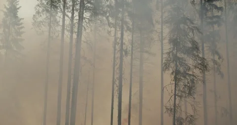 Forest fire, burning forest, smoke, flames Stock Footage 269550960