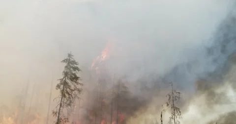 Forest fire, burning forest, smoke, flames, fallen trees Stock Footage 269553057