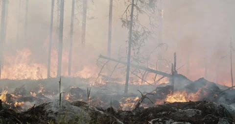 Forest fire, burning forest, smoke, flames, fallen trees Stock Footage 269553568