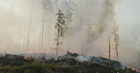 Forest fire, burning forest, smoke, flames, fallen trees Stock Footage 269553983