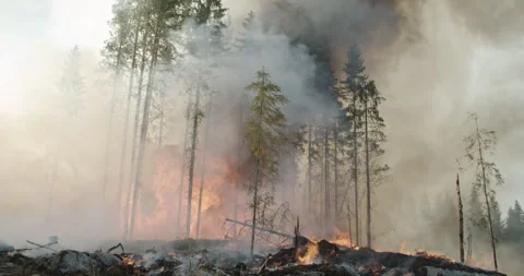 Forest fire, burning forest, smoke, flames, fallen trees, rocks Stock Footage 269554062