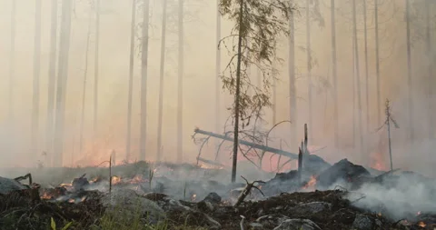 Forest fire, burning forest, smoke, flames, fallen trees Stock Footage 269554453