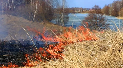 Forest fire: the burning last year's dry grass against the wood Stock Footage 49921061