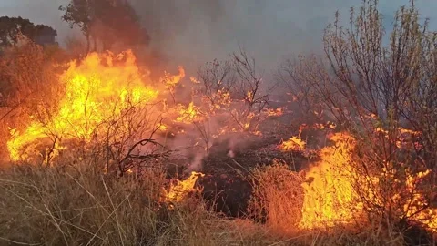 Forest fire burning scrubland Stock Footage 330925569