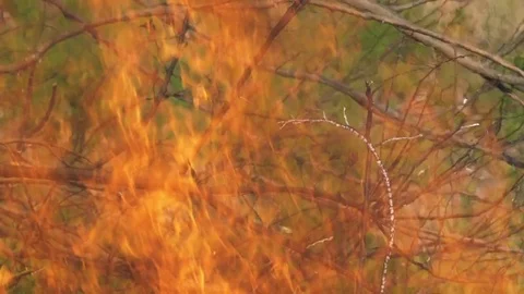 Forest Fire Burning Slow Motion Video stock 76182359