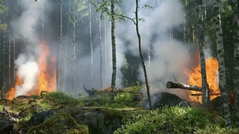 Forest Fire Burning Through Dense Woodland Stock Footage 337722330