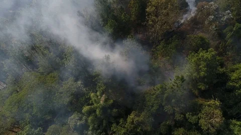 Forest Fire - Burning Tree Aerial Stock Footage 79802921