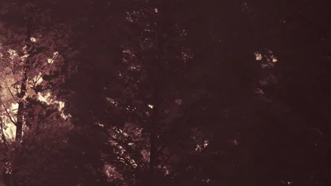 Forest Fire Burning Trees During Night Time With Bright Flames Stock Footage 348625886
