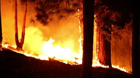 Forest fire burning up trees Stock Footage 41832122