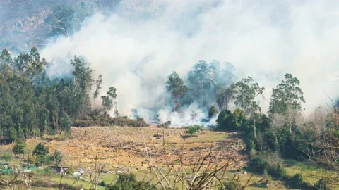Forest fire burning wild mountain forest Stock Footage 237886473