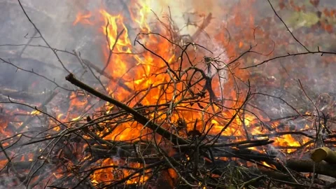 Forest fire burning, Wildfire close up at day time. Stock Footage 101419966