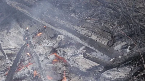 Forest fire burning, Wildfire close up at day time. bonfire Stock Footage 107524003